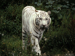 Картинка go on the walk животные тигры