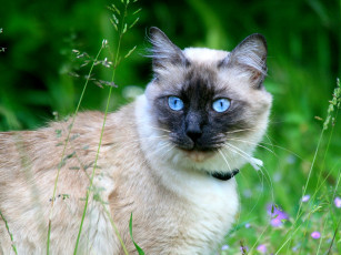 Картинка животные коты пушистый глаза сиамский