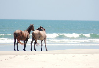 Картинка животные лошади пара побережье море