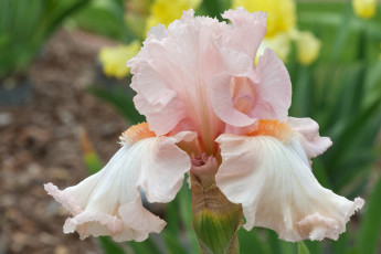 Картинка цветы ирисы кремовый нежно-розовый лепестки