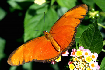 Картинка животные бабочки крылья лантана