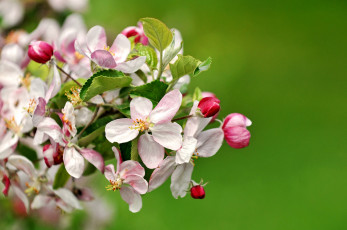 Картинка цветы цветущие деревья кустарники ветка цветение яблоня весна