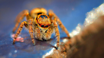 Картинка животные пауки панель макро паук