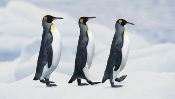 обоя животные, пингвины, снег, шагают, императорские