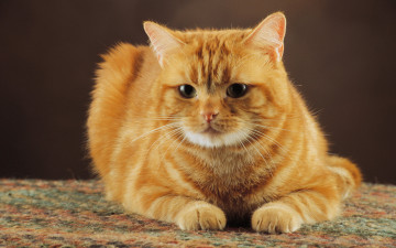 Картинка животные коты взгляд рыжий