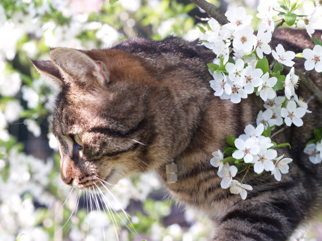 Обои картинки фото животные, коты, цветы