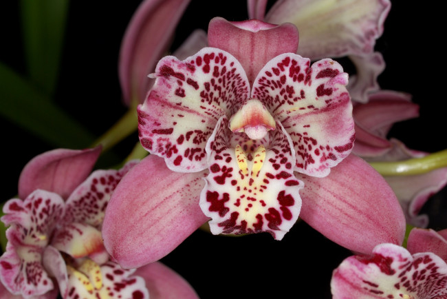 Обои картинки фото цветы, орхидеи, розовый, пятнистый, экзотика