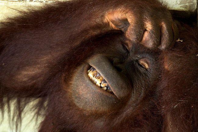 Обои картинки фото животные, обезьяны, орангутанг, улыбка, стеснение