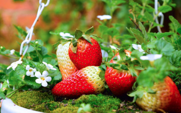 Картинка еда клубника +земляника ягоды лето