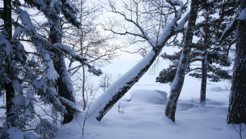 Картинка природа зима деревья лес снег