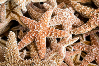 обоя разное, ракушки,  кораллы,  декоративные и spa-камни, звезда, морская