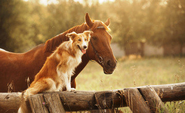 Картинка животные разные+вместе лошадь собака бордер-колли ограда трава