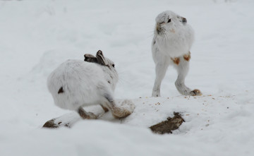 обоя животные, кролики,  зайцы, разборки, зайцы, встреча, зима, снег
