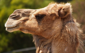 Картинка животные верблюды голова верблюд профиль