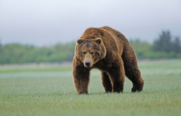 Картинка животные медведи медведь бурый трава лужайка