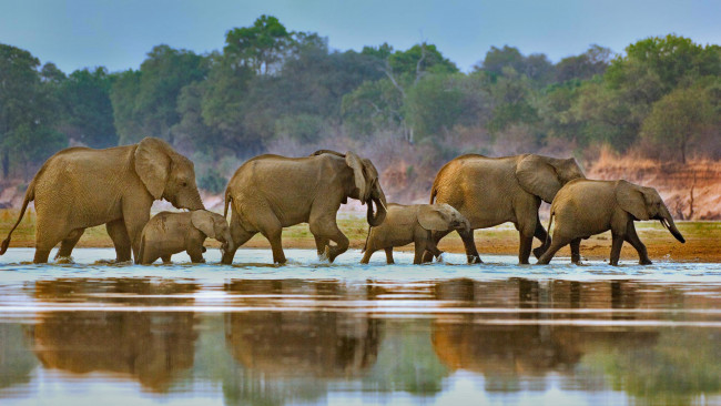 Обои картинки фото животные, слоны, стадо, луангва, замбия, африка, река