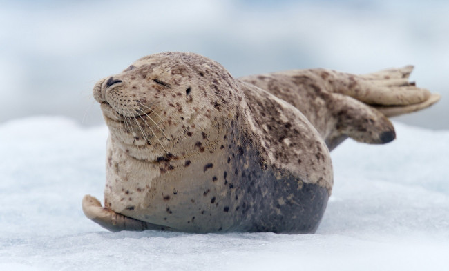 Обои картинки фото животные, тюлени,  морские львы,  морские котики, снег, нерпа, лед