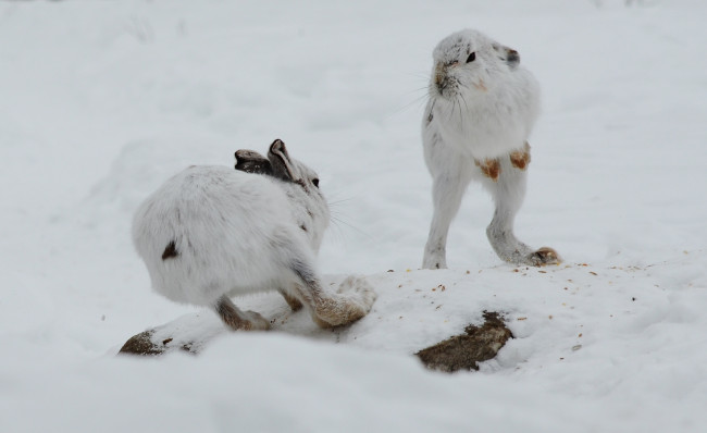 Обои картинки фото животные, кролики,  зайцы, разборки, зайцы, встреча, зима, снег