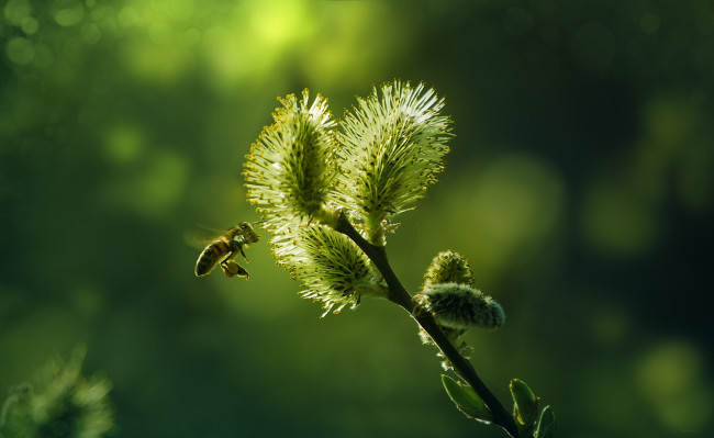 Обои картинки фото животные, пчелы,  осы,  шмели, пчела, ветка