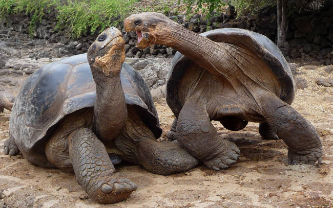 Обои картинки фото животные, Черепахи, галапагосские, острова, две, большие, гиганты