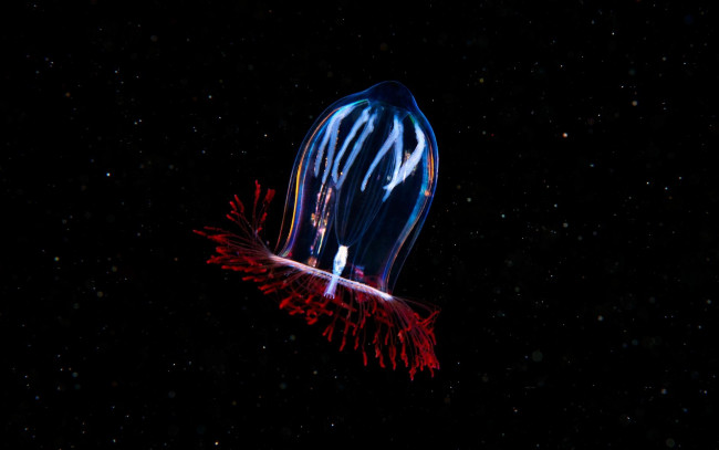 Обои картинки фото животные, медузы, медуза, гидромедуза, вода, глубина