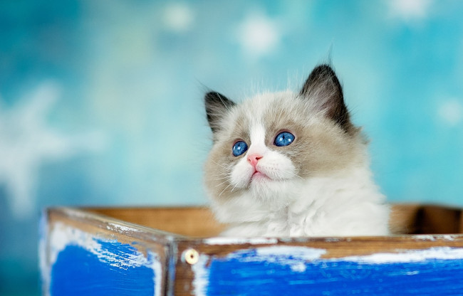 Обои картинки фото животные, коты, котенок, взгляд, кошка, пушистый, голубой, коробка, фон, торчит, голубоглазый, милашка, мордашка, ящик