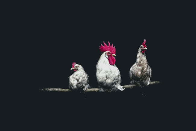 Обои картинки фото животные, куры,  петухи, белый, петух, и, две, курицы, на, жердочке