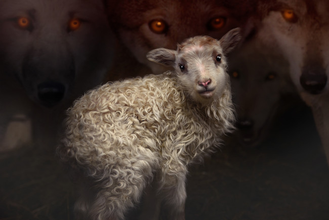 Обои картинки фото животные, овцы,  бараны, овечка, волки, взгляд, фон