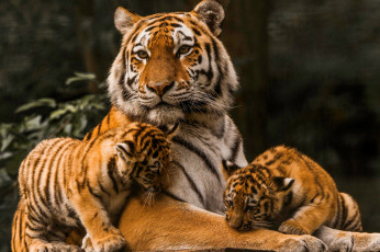 Картинка животные тигры тигрица тигрята