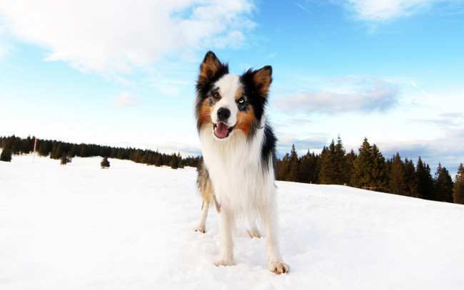 Обои картинки фото животные, собаки, собака, снег, лес