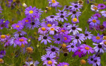 Картинка цветы брахикома фиолетовые