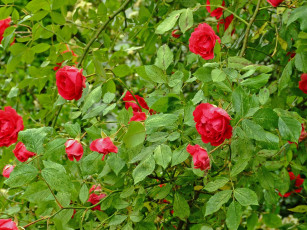 Картинка r& 243 380 ogrodzie цветы розы
