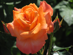 Картинка цветы розы бутоны оранжевый цветок капель воды