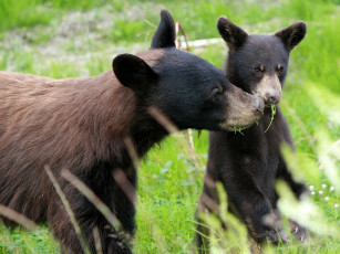 Картинка животные медведи малыш мать обед