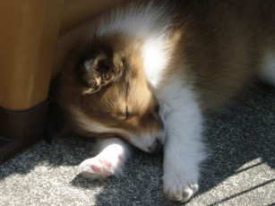 Картинка животные собаки сплюшка