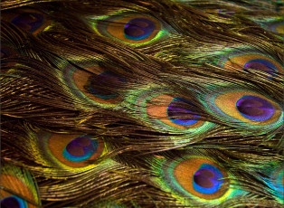 Картинка разное перья разноцветный павлин