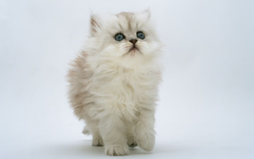 Картинка 349541 животные коты белый пушистый