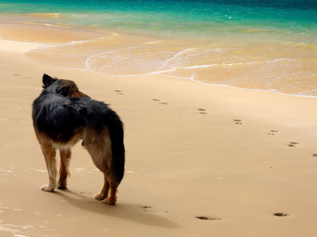 Обои картинки фото животные, собаки, следы, песок