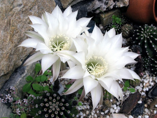 Картинка цветы кактусы белый колючки