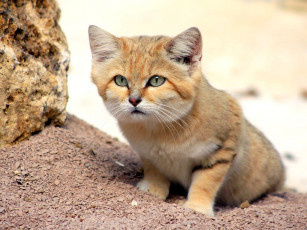 Картинка песчаный кот животные дикие кошки бежевый