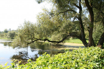 Картинка природа реки озера озеро дерево