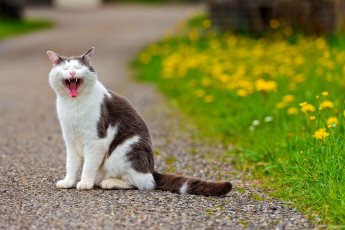 Картинка животные коты одуванчики цветы дорога