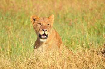 Картинка животные львы львица саванна морда взгляд хищник