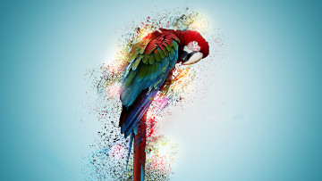 Картинка разное компьютерный дизайн попугай