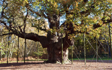 Картинка major oak sherwood природа деревья старое дерево огромное