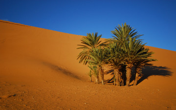 Картинка oasis природа пустыни пустыня песок пальмы