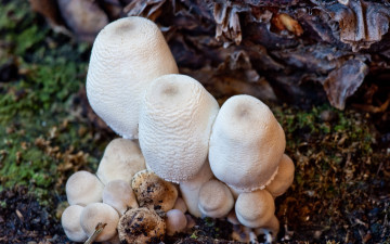 Картинка природа грибы листва земля шампиньоны