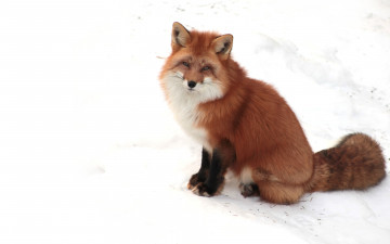 Картинка животные лисы зима снег лиса