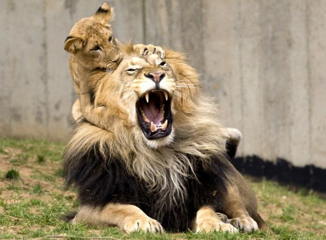 Обои картинки фото животные, львы, игра, отец, сын, рев
