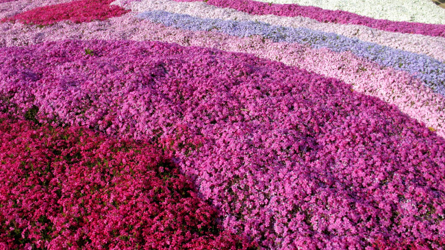 Обои картинки фото цветы, флоксы, розовый, много, поле